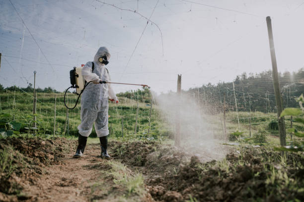 Best Affordable Pest Control Services  in Spruce Pine, NC