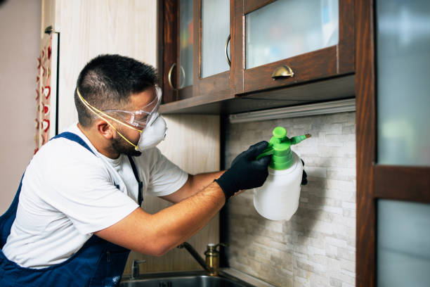 Best Flea Control Services  in Spruce Pine, NC