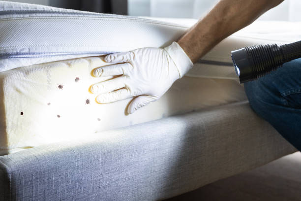 Best Pest Inspection Near Me  in Spruce Pine, NC